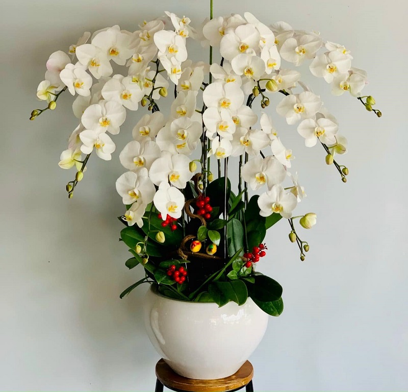 Cây Hoa lan trưng Tết