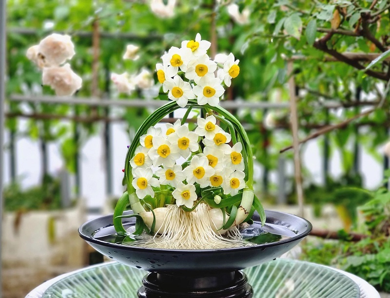 Chậu hoa thủy tiên