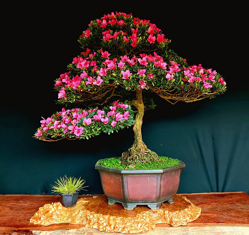 Cây hoa đỗ quyên chưng Tết